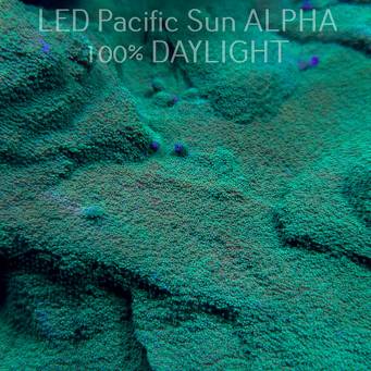 C.D. MONTIPORA GREEN-GOLD  4-5cm