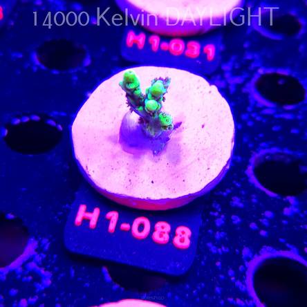 Acropora ACULEUS HIGHLIGHTER SSA (20.06.2026) H1-088  2cm