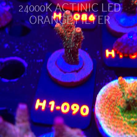 Acropora MILLEPORA JF SOLAR FLAME (02.02.2026) H1-090  4cm