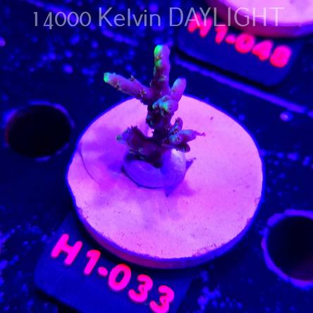 Acropora ACULEUS HIGHLIGHTER SSA (20.06.2026) H1-033  3cm