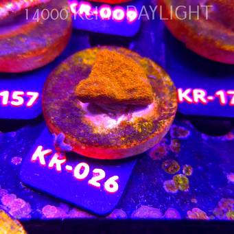 Stylocoeniella GOLD 24K (01.09.2026) KR-026  2cm