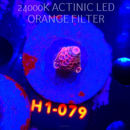 Acropora spathulata CORAL SEA ULTRA RED (04.02.2026) H1-079  3cm
