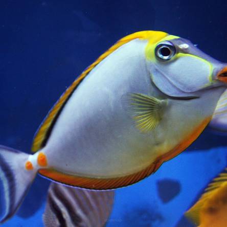 Naso elegans rozmiar 20 cm