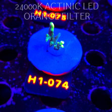 Acropora ACULEUS HIGHLIGHTER SSA (20.06.2026) H1-074  2cm