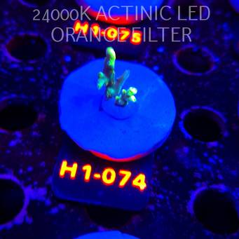 Acropora ACULEUS HIGHLIGHTER SSA (20.06.2026) H1-074  2cm