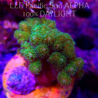 Pocillopora damicornis NEON GREEN (23.01.2025)  7cm