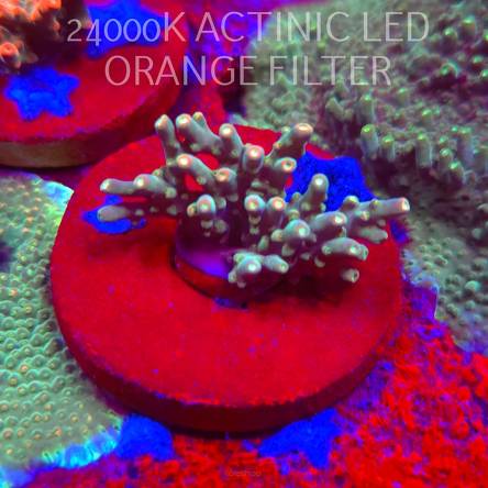 Acropora granulosa ELECTRIC LIME (06.11.2025) MM1-II-22  4cm