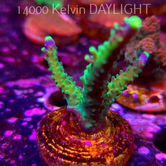 Acropora JMC PRINCESS (06.04.2025) MM6-III-17  5cm