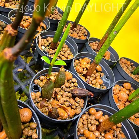 Bruguiera sexangula – Orange Mangrove, propagule with leaves and roots 10–15 cm