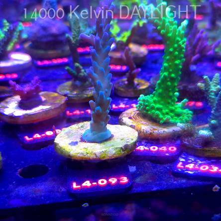 Acropora sp. AUSTRALIA (06.01.2026) L4-093  10cm