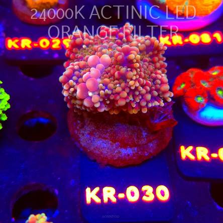 Ricordea yuma CHERRY BLOSSOM BOUNCE (06.12.2025) KR-030