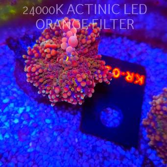 Ricordea yuma CHERRY BLOSSOM BOUNCE (06.03.2026) KR-030