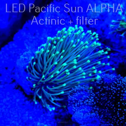 Sarcophyton FLUO GREEN PETALS (20.11.2022)