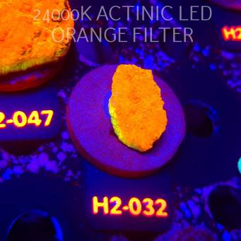 Echinophyllia GOLD Rush Chalice (02.12.2025) H2-032  4cm