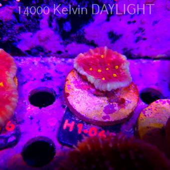 Echinophyllia KISS OF FIRE (11.10.2026) H1-065  3cm