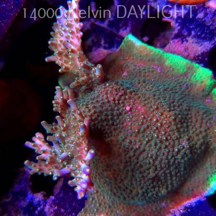 Acropora valida RAINBOW (09.05.2025) MM1-I-32  8cm
