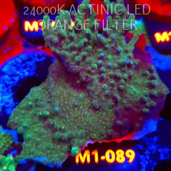 Acropora granulosa ULTRA (12.06.2026) M1-089  10cm