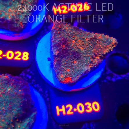 Echinophyllia Lava Rush Chalice (02.12.2025) H2-030  5cm