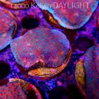 Echinophyllia Lava Rush Chalice (18.05.2025)  5cm