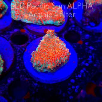 Echinophyllia Lava Rush Chalice (22.01.2025)  5cm