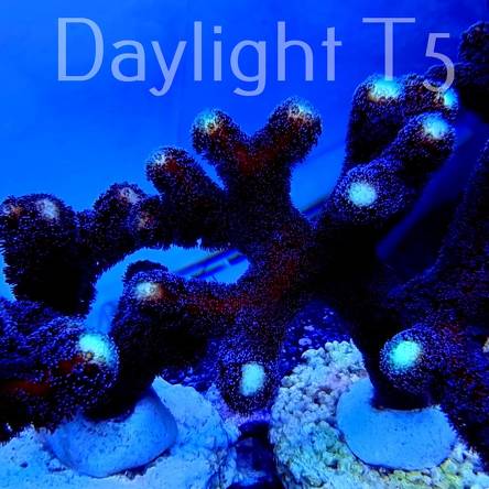Stylophora pistillata milka (15.01.2022)