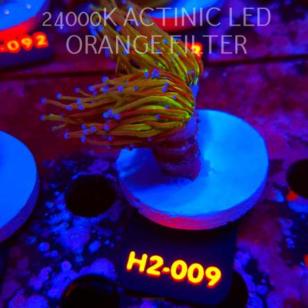 Euphyllia glabrescens TG TOXIC JOKER TORCH (01.09.2026) KR-009