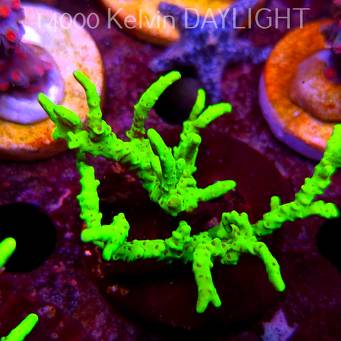 Anacropora WWC SLIMEBALL (08.05.2025) MM1-II-10  6cm