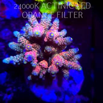 Acropora BIFARIA WD (13.02.2026) H1  9cm