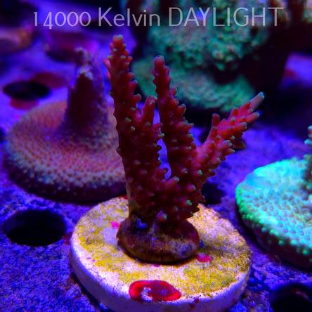 Acropora sp. AUSTRALIA  (21.06.2025) L4-II-5  7cm