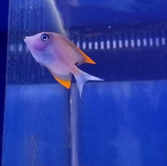 Ctenochaetus tominiensis 9 cm