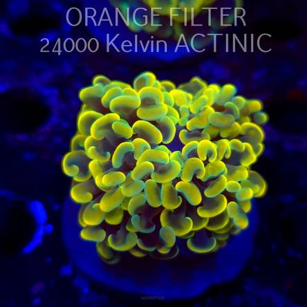  C.D. Euphyllia paraancora AUSSIE GOLD HAMMER (12.12.2025)  2 HEADS