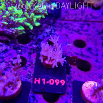 Acropora carduus (19.09.2026) H1-099  5cm