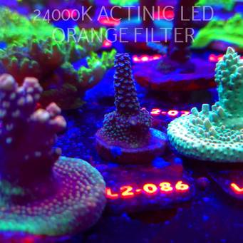 Acropora sp. AUSTRALIA (18.03.2026) L2-086  4cm