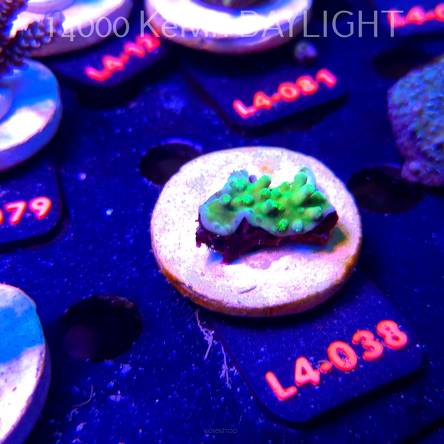 Acropora AUSTERA BANANA (20.05.2026) L4-038  3cm