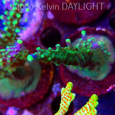 Acropora JMC PRINCESS (09.05.2025) MM1-I-15  10cm