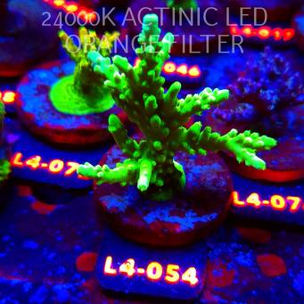 Acropora AUSTERA BANANA (07.01.2026) L4-054  10cm
