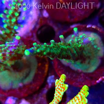 Acropora JMC PRINCESS (09.05.2025) MM1-I-15  10cm