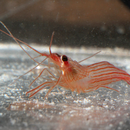 Lysmatella VITTATA 3 cm (na aiptazję)