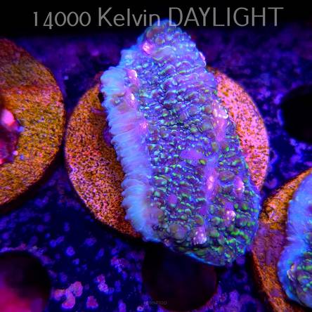 Echinophyllia TOXIC PIE (18.05.2025)  6cm