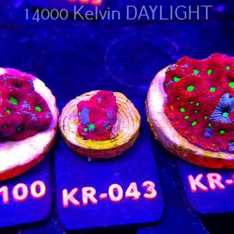 Favites Pentagona ULTRA War Coral (07.12.2025) KR-043  2cm