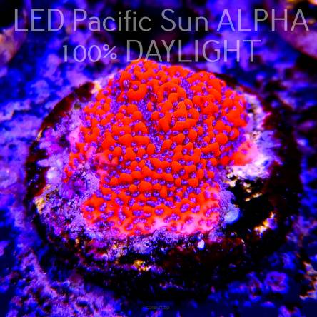 Montipora MYSTIC SUNSET RED+BLUE POLYP (22.06.2023) MM4-III-21  3cm