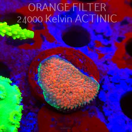 Acropora JMC RAINBOW PRINCESS Signature Frag (11.08.2025) MM6-II-22  3cm