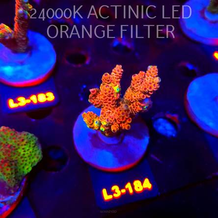 Acropora MILLEPORA RED/YELLOW MORPH (11.09.2026) L3-184  6cm