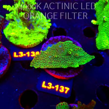 Acropora sp. PREMIUM AUSTRALIA (11.09.2026) L3-137  6cm