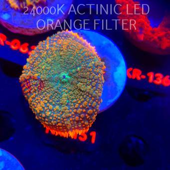   Rhodactis inchoata TEQUILA SUNRISE (07.08.2025)