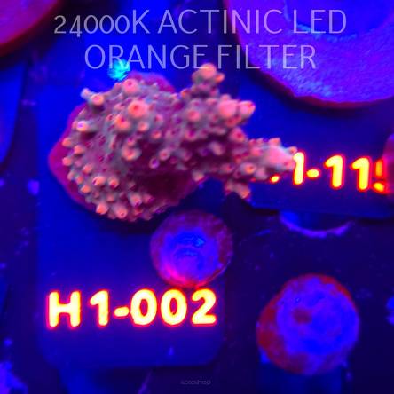 Acropora LATISTELLA BALI SHORTCAKE (04.02.2026) H1-002  4cm