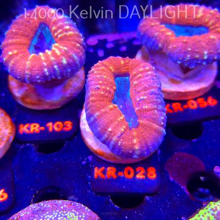 Lobophyllia corymbosa ULTRA Australia (21.02.2026) KR-028