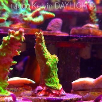 Acropora JMC SIGNATURE ABRO PRIV ACRO (08.04.2025) MM6-I-8  5cm