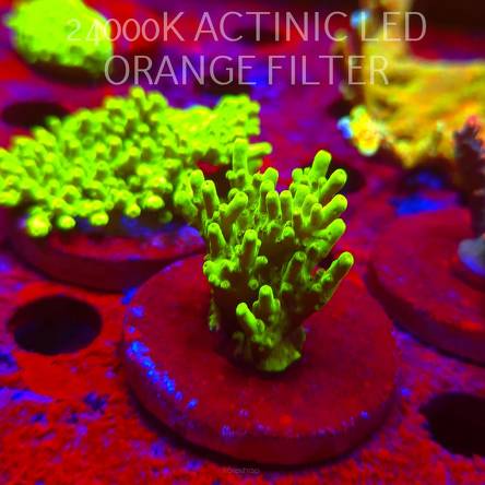 Acropora WWC Castells Banana (06.11.2024) MM1-II-13  5cm