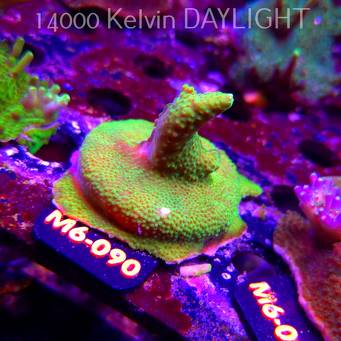 Acropora GOLD FEVER (12.06.2026) M6-090  5cm